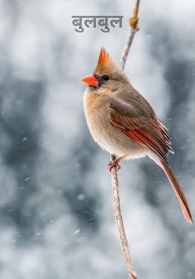 बुलबुल