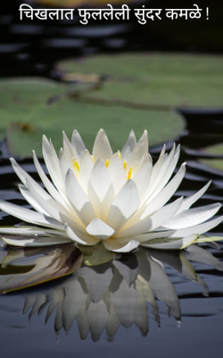 चिखलात फुललेली सुंदर कमळे !