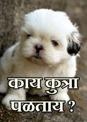 काय कुत्रा पळताय ?