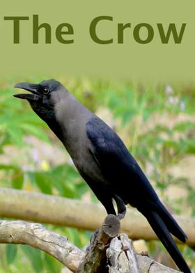 The Crow