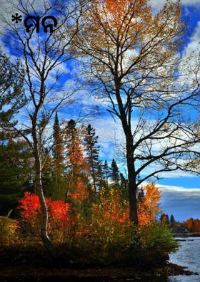 ମନ ଅରଣ୍ୟ