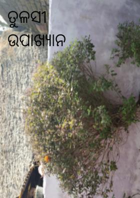 ତୁଳସୀ ଉପାଖ୍ୟାନ