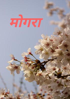 मोगरा