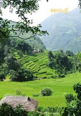 శిశిరమల్లే