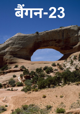बैंगन-23