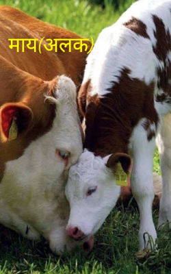 माय(अलक)