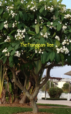 The Frangipani Tree