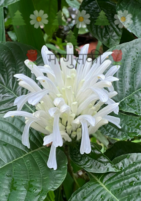 माणुसकी