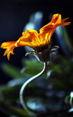 GOLDEN PETALS