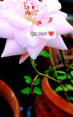 ପ୍ରିୟ ତମେ ❤️