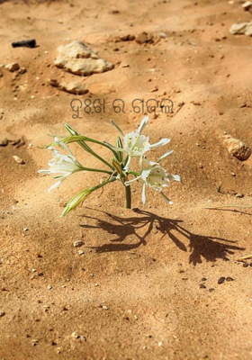 ଦୁଃଖ ର ଗଜଲ