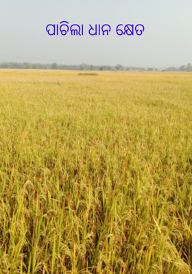 ପାଚିଲା ଧାନ କ୍ଷେତ