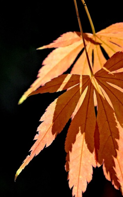 Brown, The Color Of Beauty