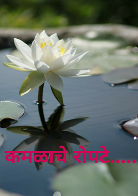 कमळाचे रोपटे