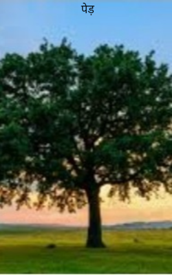 पेड़