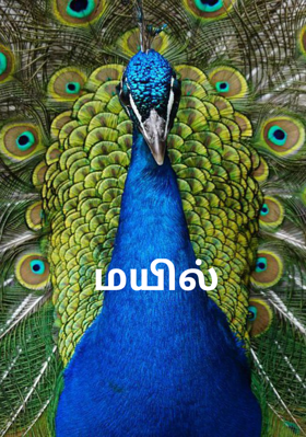 மயில்