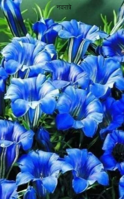 नवरात्रे