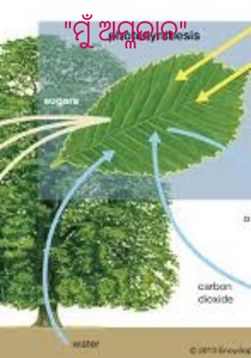 ମୁଁ ଅମ୍ଳଜାନ