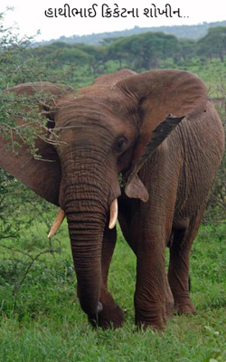 હાથીભાઈ ક્રિકેટના શોખીન