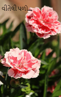 વીતેલી પળો