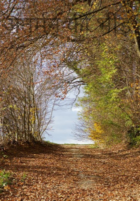 अंतर्मन की भीड़