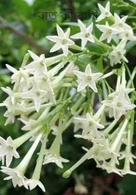 রাত কী রাণী