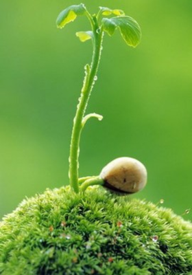 अंकुर- वृक्ष  - अंकुर