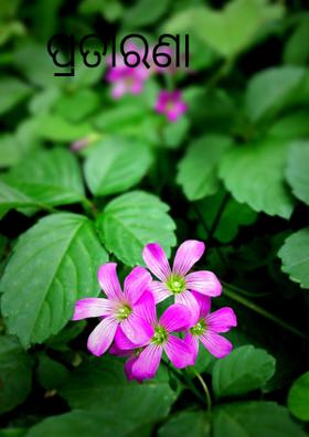 ପ୍ରତାରଣା