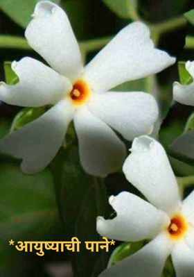 आयुष्याची पाने