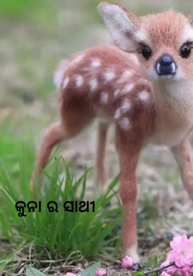 କୁନାର ସାଥୀ