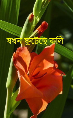 যখন ফুটেছে কলি