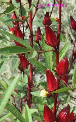 कुदरुम एक याद