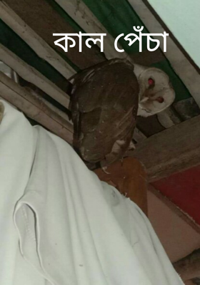 কাল পেঁচা
