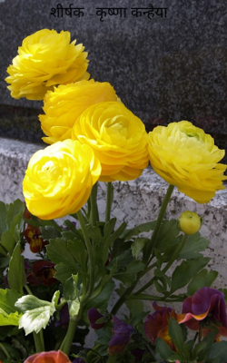 .कृष्णा कन्हैया