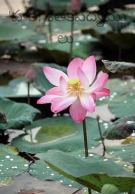 'హరీ!'శతకపద్యములు