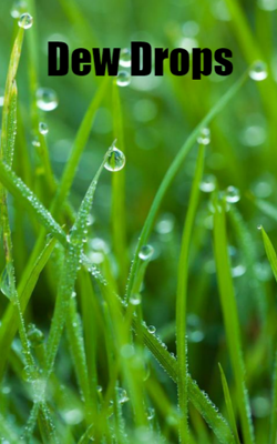 Dew Drops