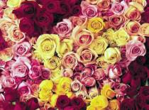 गुलबन कर गया 