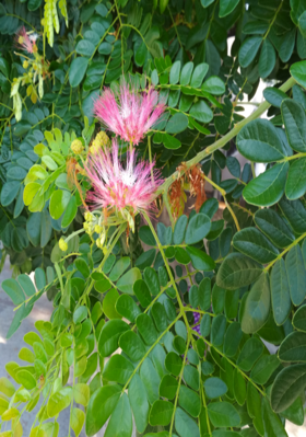 तीन मे (3)