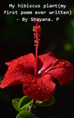 My hibiscus plant
