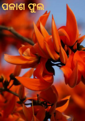 ପଳାଶ ଫୁଲ