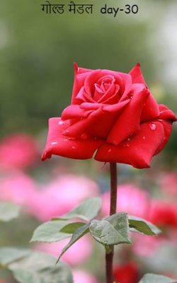 गोल्ड मैडल  day-30