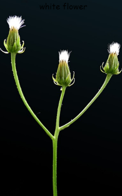 ಬಿಳಿ ಹೂವು