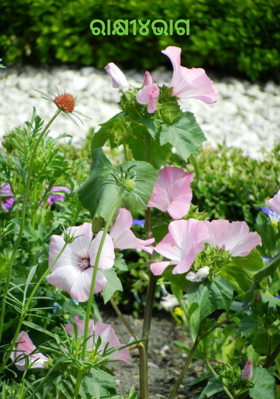 ରାକ୍ଷୀ୪ଭାଗ