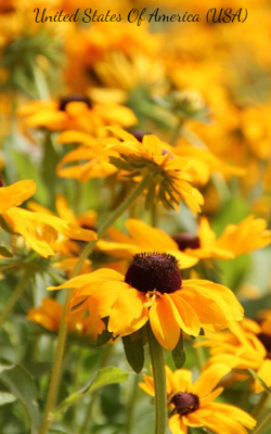 United States Of America (USA)