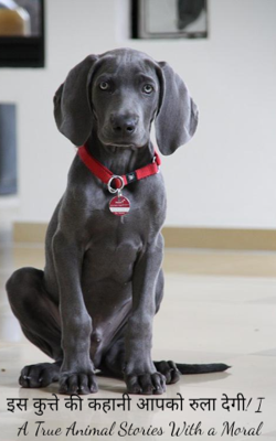 इस कुत्ते की कहानी आपको रुला देगी! I A True Animal Stories With a Moral