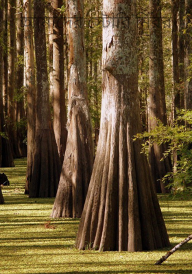 আমাদের স্টোরি মিরর