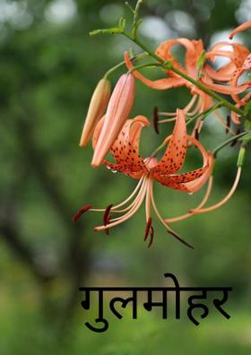 गुलमोहर