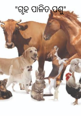 ଗୃହପାଳିତ ପଶୁ