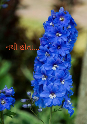 નથી હોતા