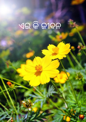 ଏଇ କି ଜୀବନ